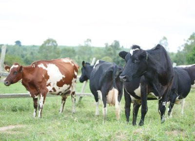 Dairy-cattle-Uganda-snv