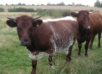beef-cattle-812x450-1