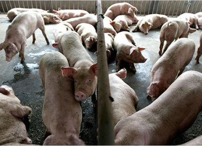 pig-farming-farmers-trend